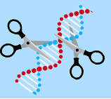 CRISPR/Cas9文库筛选服务